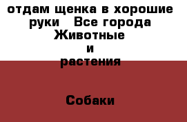 отдам щенка в хорошие руки - Все города Животные и растения » Собаки   . Адыгея респ.